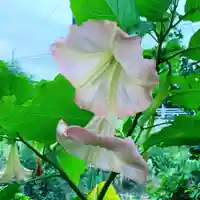 豊景神社の自然