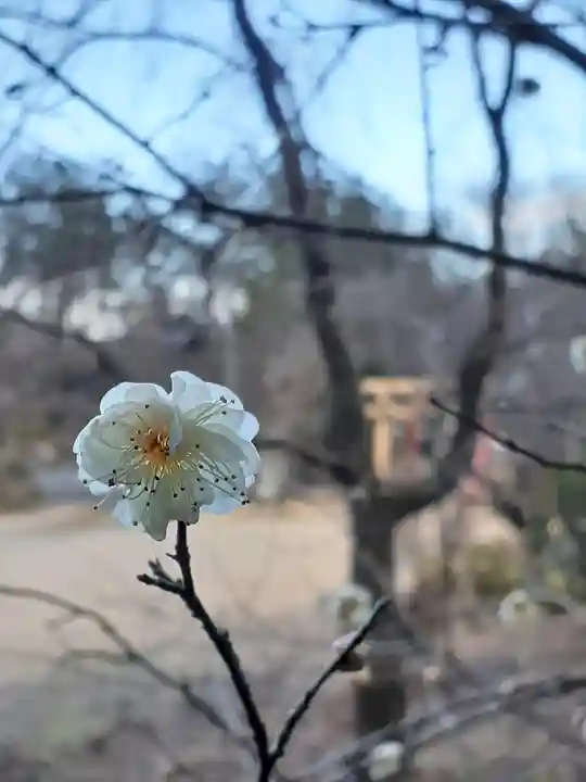 大生郷天満宮の自然