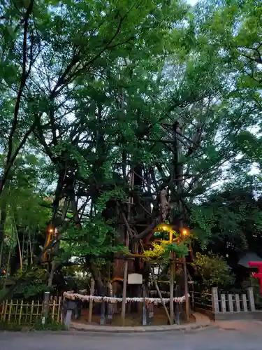 稲毛神社の自然