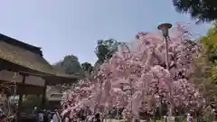 平野神社の建物その他