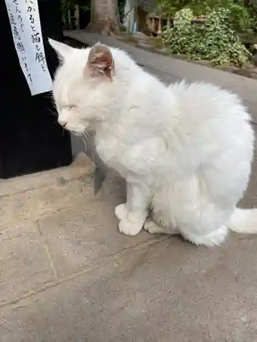 愛宕神社の動物