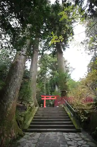 箱根神社の鳥居