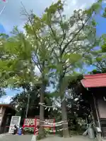 多摩川浅間神社の自然