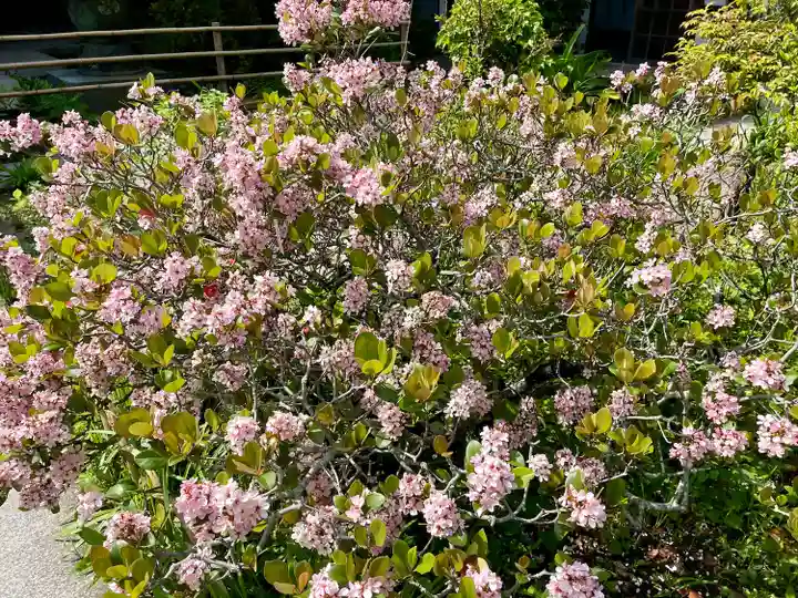 大巧寺(神奈川県)