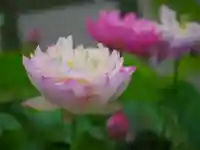 極楽山 浄土寺(北海道)