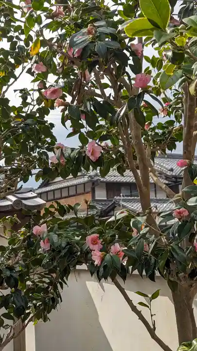 大松禅寺(京都府)