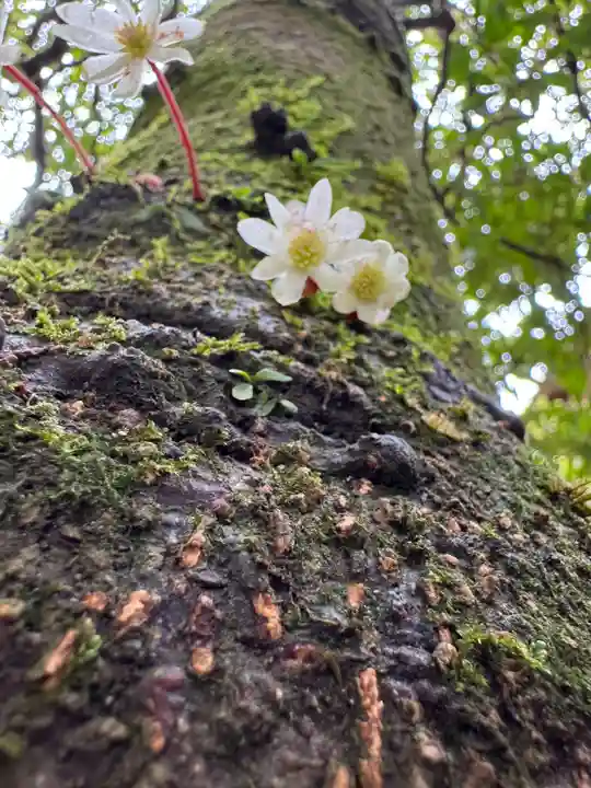 大谷寺の御朱印