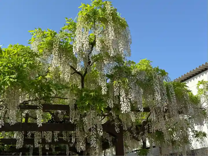 葛井寺(大阪府)