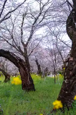 平野神社(京都府)