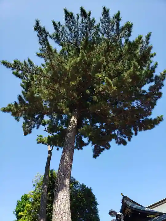 中野沼袋氷川神社(東京都)