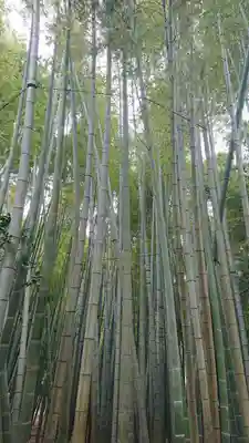 報国寺(神奈川県)