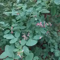 刺田比古神社の自然