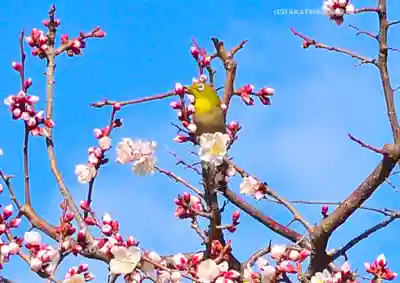 湯島天満宮(東京都)