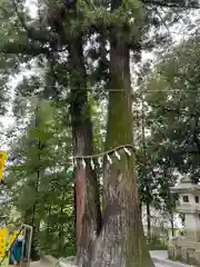 聖神社(埼玉県)