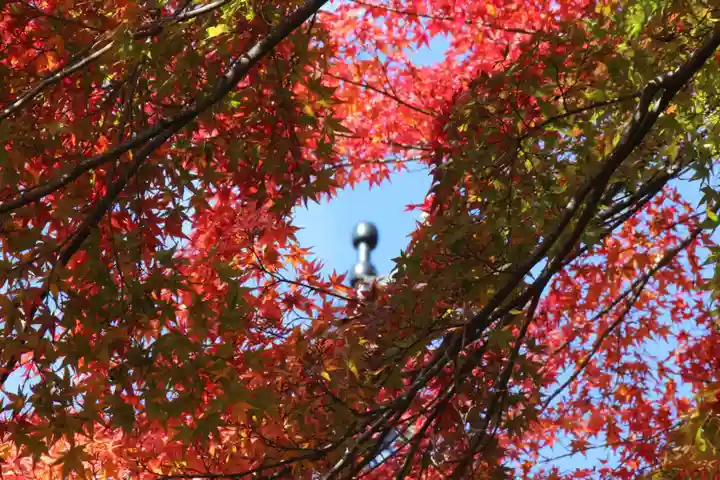 国宝 大法寺の自然