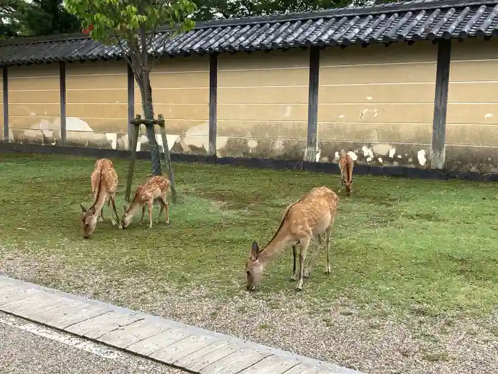 興福寺 南円堂の動物