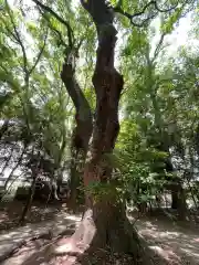 生田神社(兵庫県)