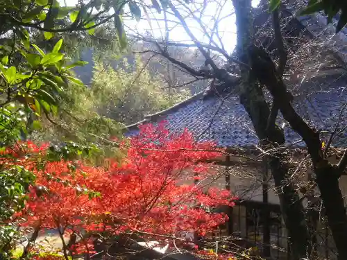 浄光明寺の自然