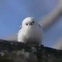帯廣神社の動物