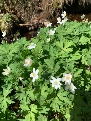 戸隠神社奥社の自然