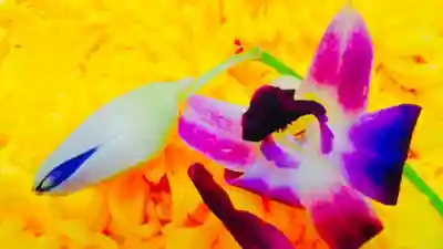 馬乗石山 久蔵寺(折鶴のお寺・原爆死没者追悼寺院)の自然