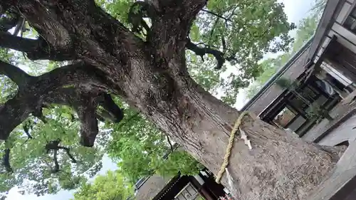 平野神社(京都府)