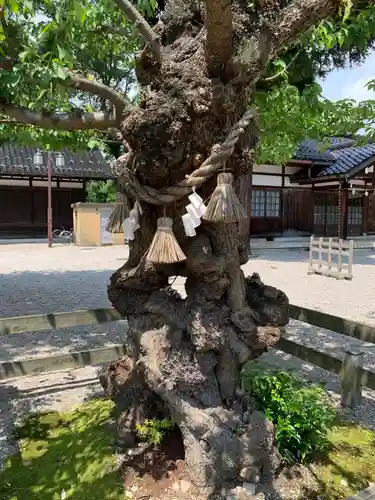 射水神社の自然