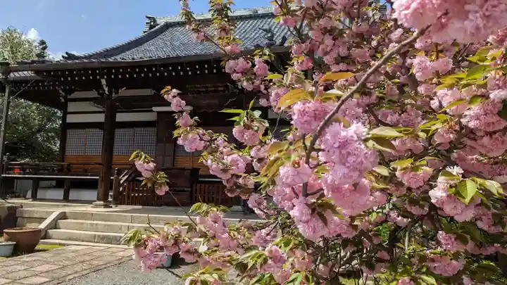 本満寺(本願満足寺)(京都府)