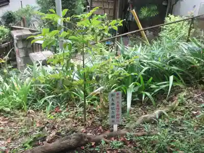 子之神社（子ノ神社）(神奈川県)