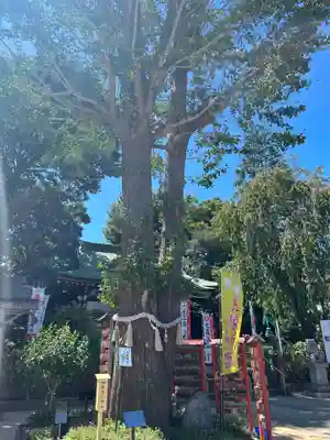 川越八幡宮の自然