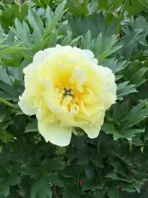 金蛇水神社(宮城県)