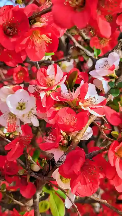 七百餘所神社 の自然