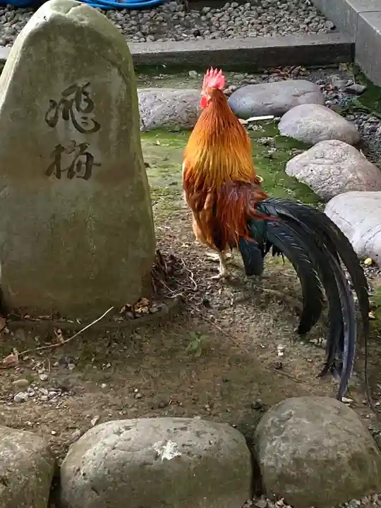 谷保天満宮の動物