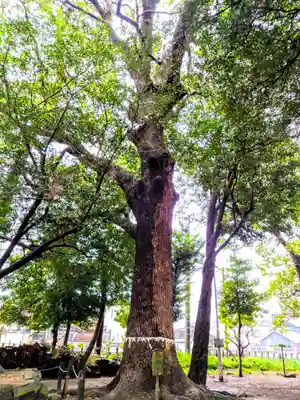 稲荷社(北明治稲荷社)の自然