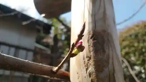 浄土宗 光明山 大蓮寺（照曜会館）の自然