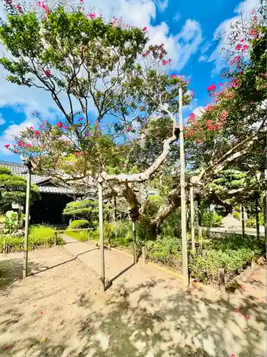 極楽寺（霊鷲山感應院極楽律寺）の自然