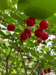 大山祇神社の自然