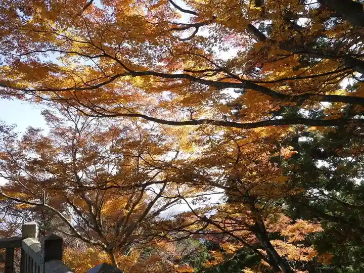 大山阿夫利神社の自然