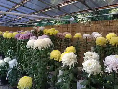 明治神宮(東京都)