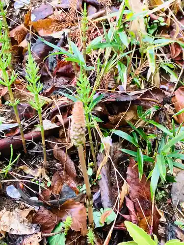 伊保田神社(茨城県)