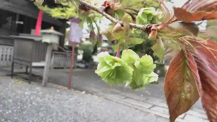 大報恩寺(千本釈迦堂)の自然