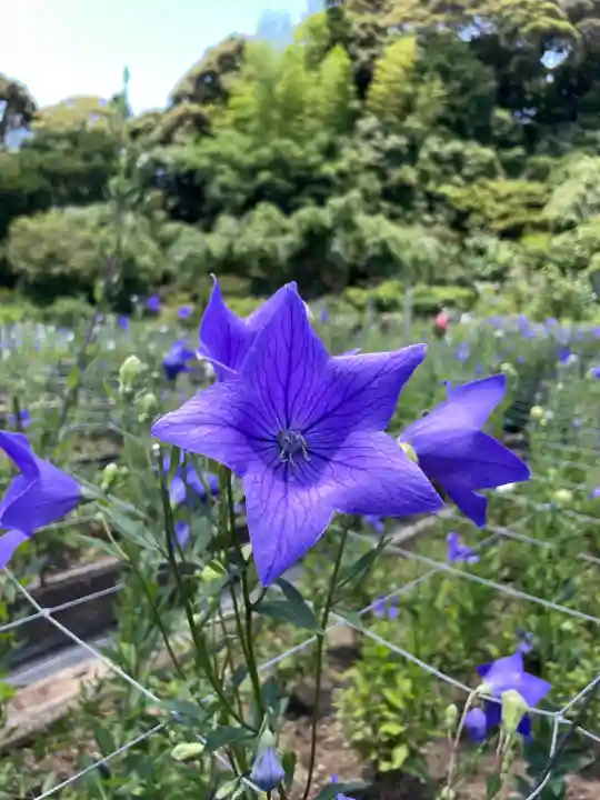 香勝寺(静岡県)