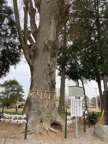 薬師寺八幡宮の建物その他