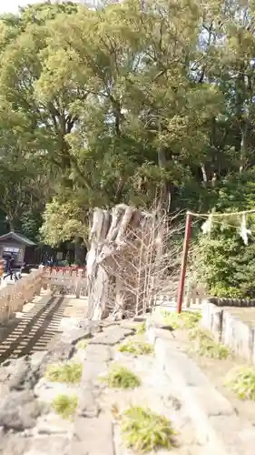 鶴岡八幡宮の自然