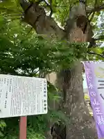三ツ木神社(埼玉県)