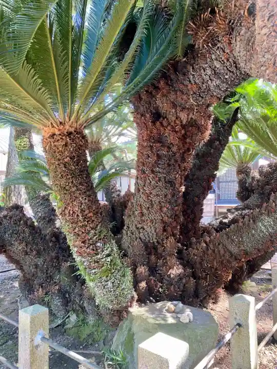 御香宮神社の自然