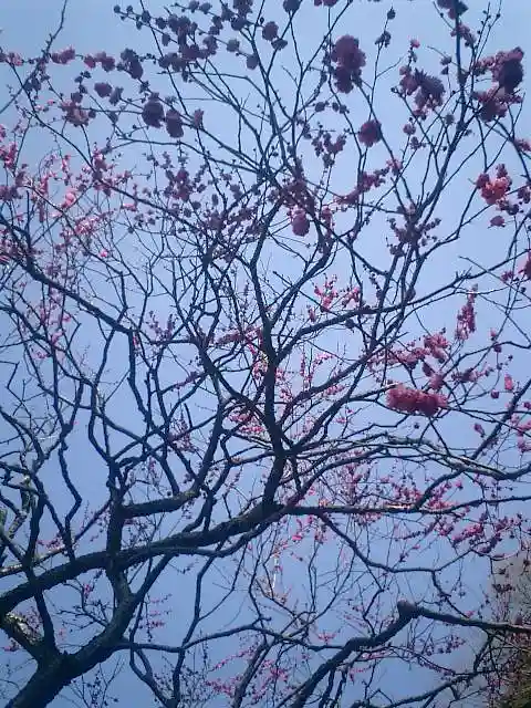 荏柄天神社の自然
