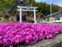 白山姫神社の鳥居