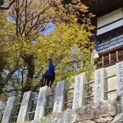 楽法寺（雨引観音）の動物