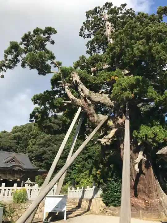 玉若酢命神社の自然